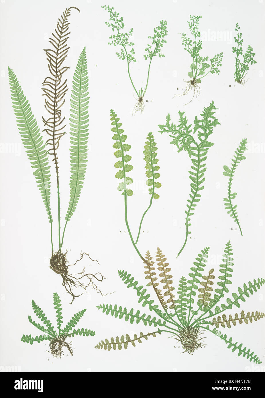 A. Ceterach officinarum. B. Gymnogramma leptophylla. C. Blechnum spicant. The scale fern, Scaly spleenwort Stock Photo