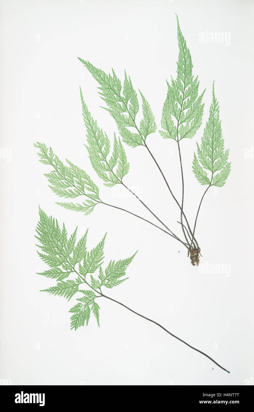 Asplenium Adiantum-nigrum acutum. The black maidenhair spleenwort, Bradbury, Henry Riley (1821-1887), (Illustrator), ferns Stock Photo