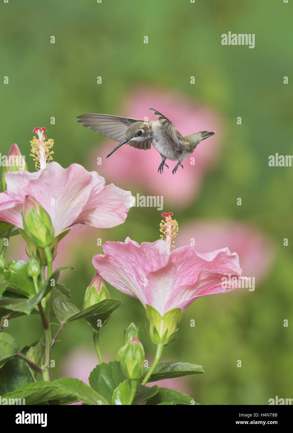 Ruby-throated Hummingbird (Archilochus colubris), young male in flight feeding on Hibiscus flower, Hill Country, Texas, USA Stock Photo