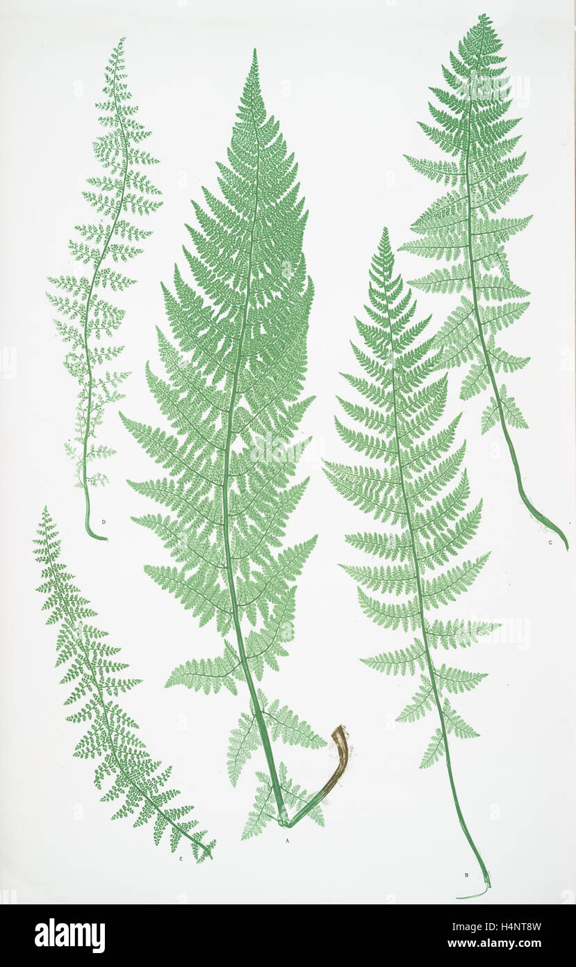 Polypodium alpestre. The Alpine polypody, Bradbury, Henry Riley (1821-1887), (Illustrator), 1857, ferns of Great Britain Stock Photo