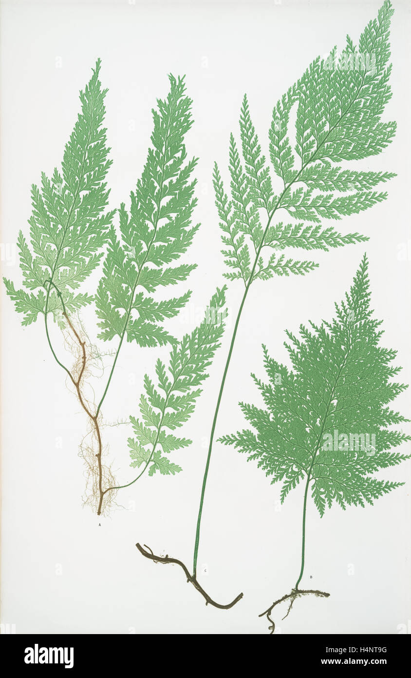 Trichomanes radicans. The European bristle fern, Bradbury, Henry Riley (1821-1887), (Illustrator), ferns of Great Britain Stock Photo