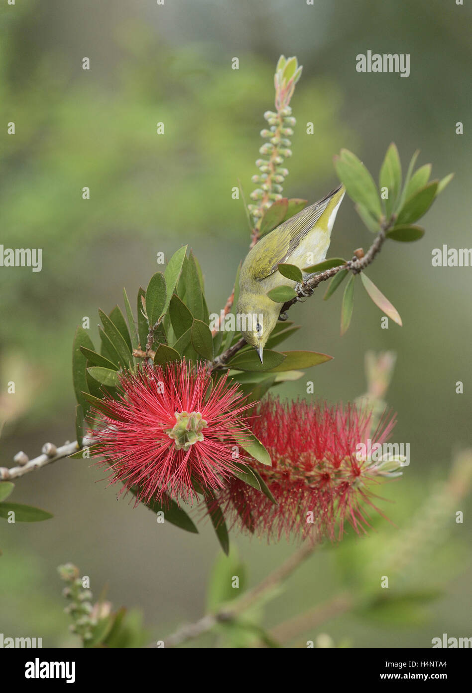 Tennessee Warbler (Vermivora peregrina), adult feeding on blooming Lemon bottlebrush (Melaleuca citrina), Texas Stock Photo