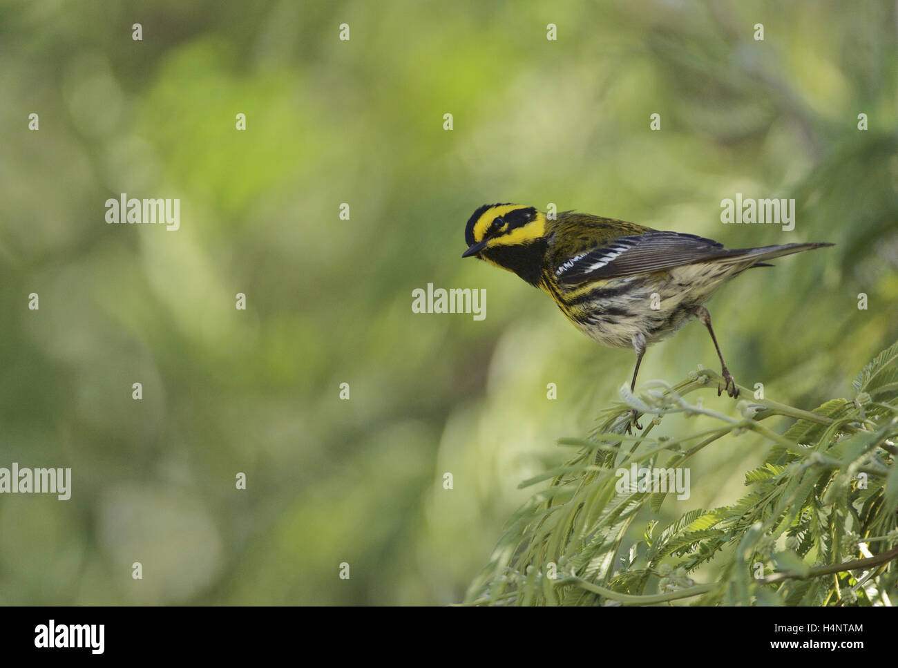 Townsend's warbler (Setophaga townsendi), adult male perched, South Padre Island, Texas, USA Stock Photo