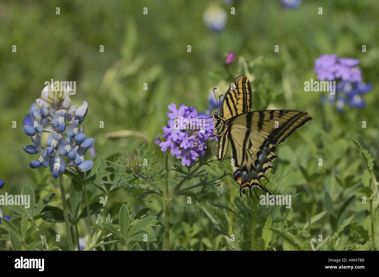 Two-Tailed Swallowtail (Papilio multicaudata), adult feeding on Prairie Verbena,  Texas Bluebonnet , Texas Stock Photo