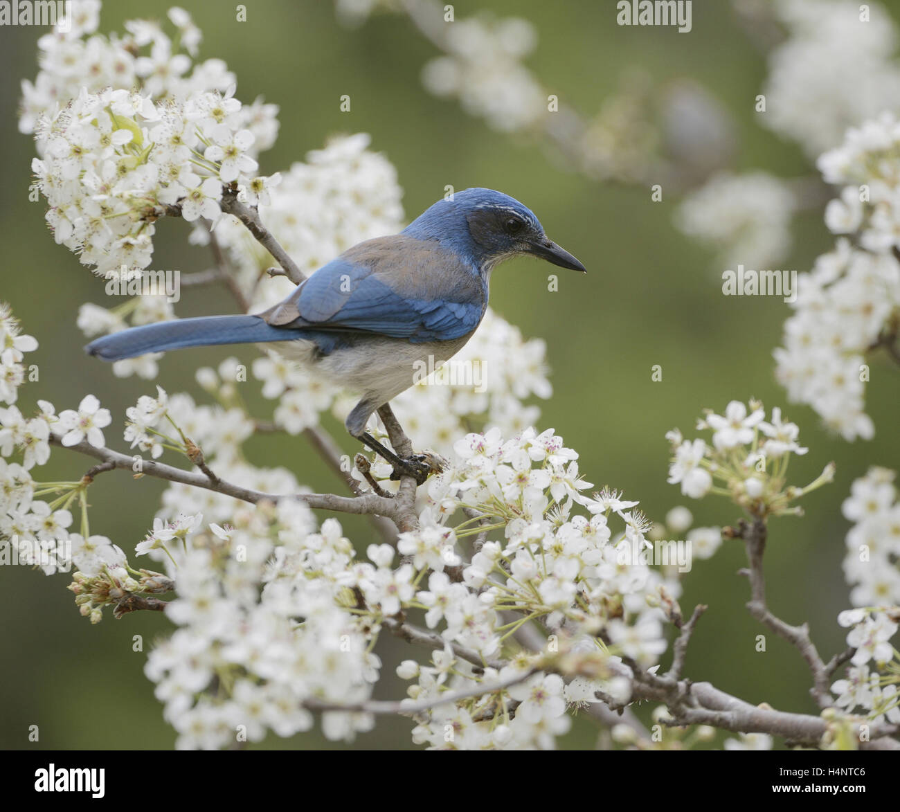 Western Scrub-Jay (Aphelocoma californica), adult perched on blooming Mexican Plum (Prunus mexicana, Hill Country, Texas, USA Stock Photo