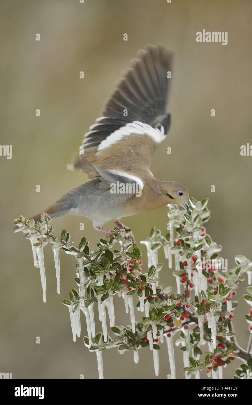 White-winged Dove (Zenaida asiatica), adult perched on icy branch of Yaupon Holly (Ilex vomitoria), Hill Country, Texas, USA Stock Photo