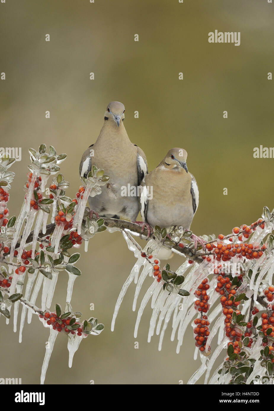 White-winged Dove (Zenaida asiatica), adult perched on icy branch of Yaupon Holly (Ilex vomitoria), Hill Country, Texas, USA Stock Photo
