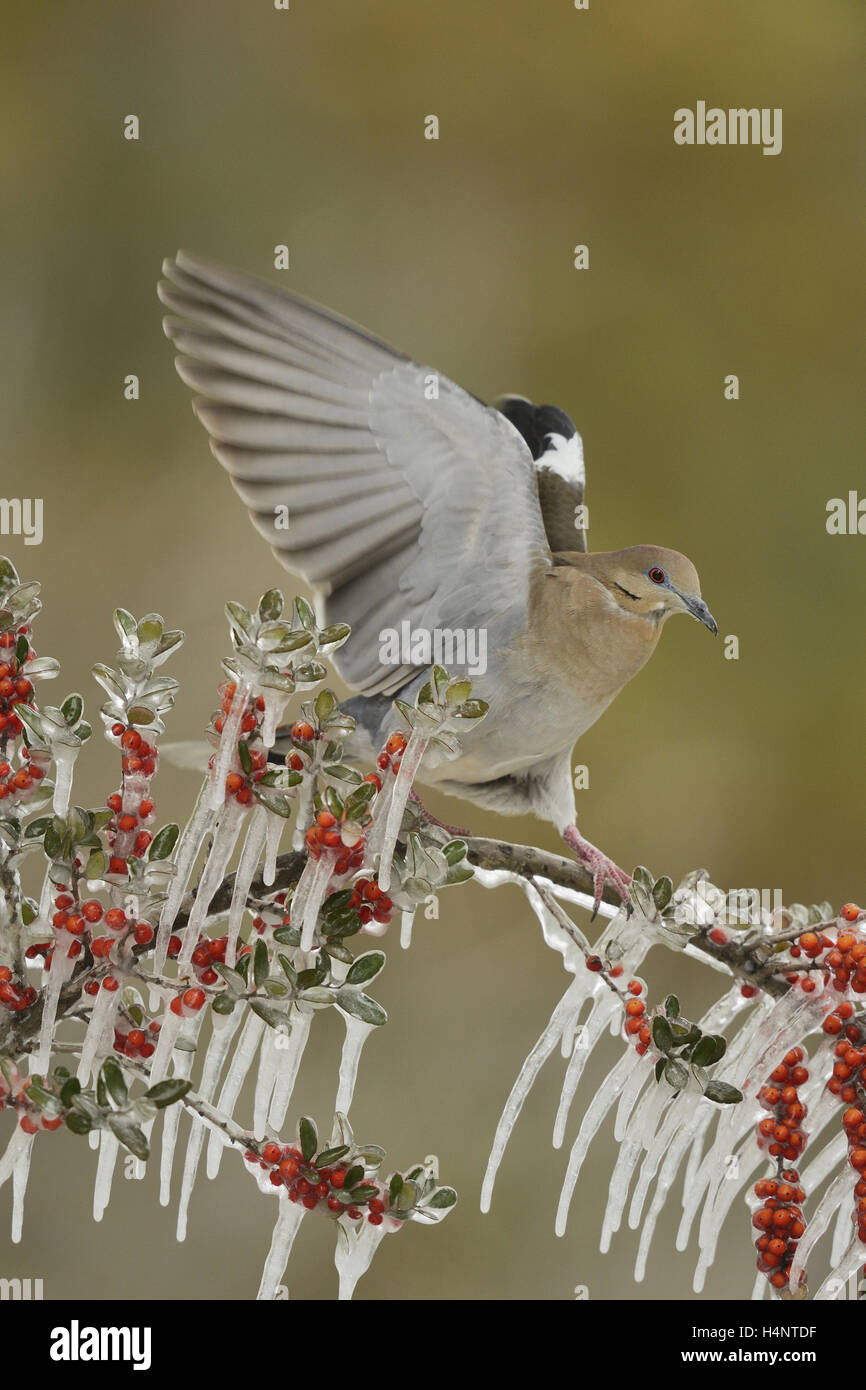 White-winged Dove (Zenaida asiatica), adult perched on icy branch of Yaupon Holly (Ilex vomitoria), Hill Country, Texas, USA Stock Photo