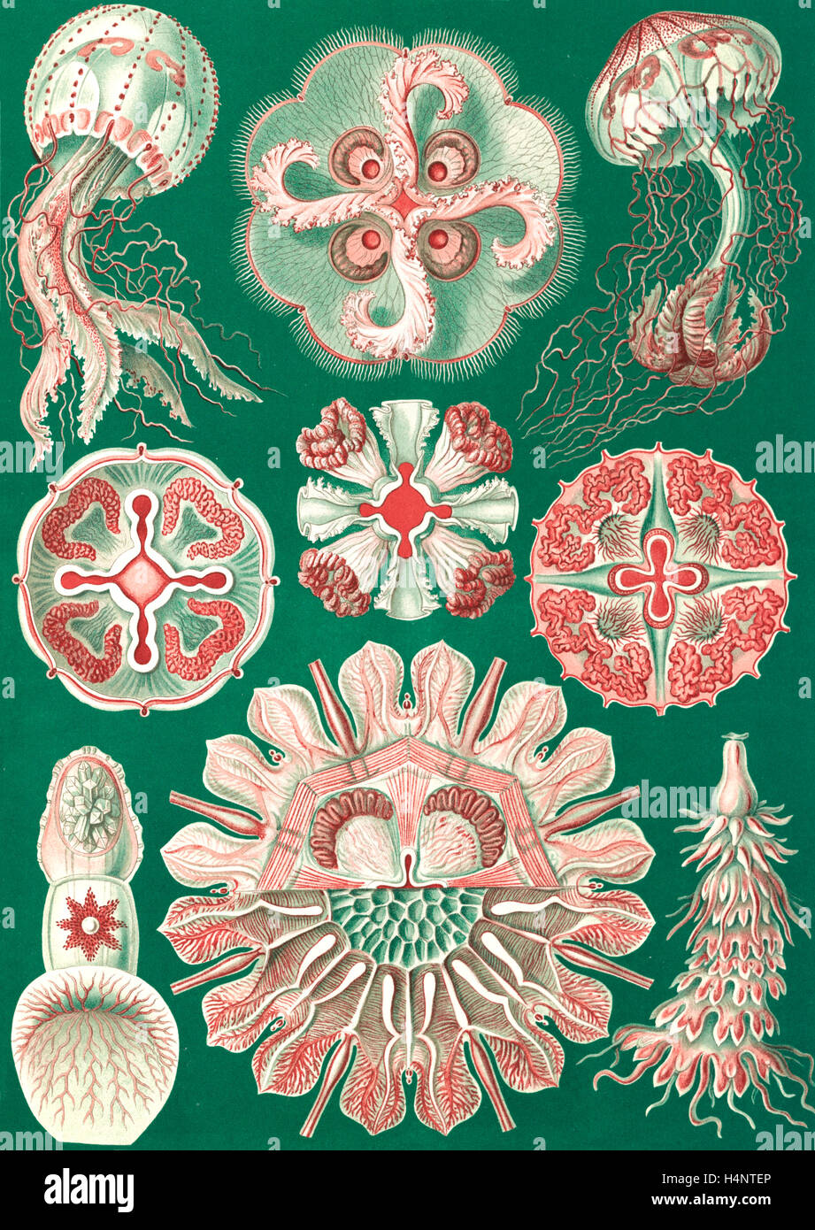 Illustration showing a variety of jellyfish. Discomedusae. - Schweibenquallen, 1 print : lithograph, color ; sheet 36 x 26 cm. Stock Photo