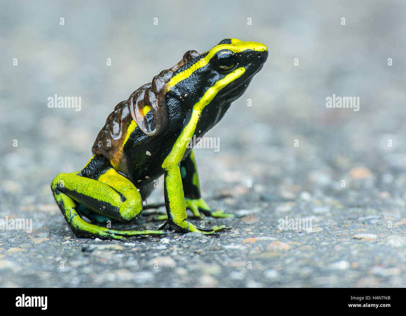 Three-Striped Poison Frog (Ameerega trivittata) carrying tadpoles on ...