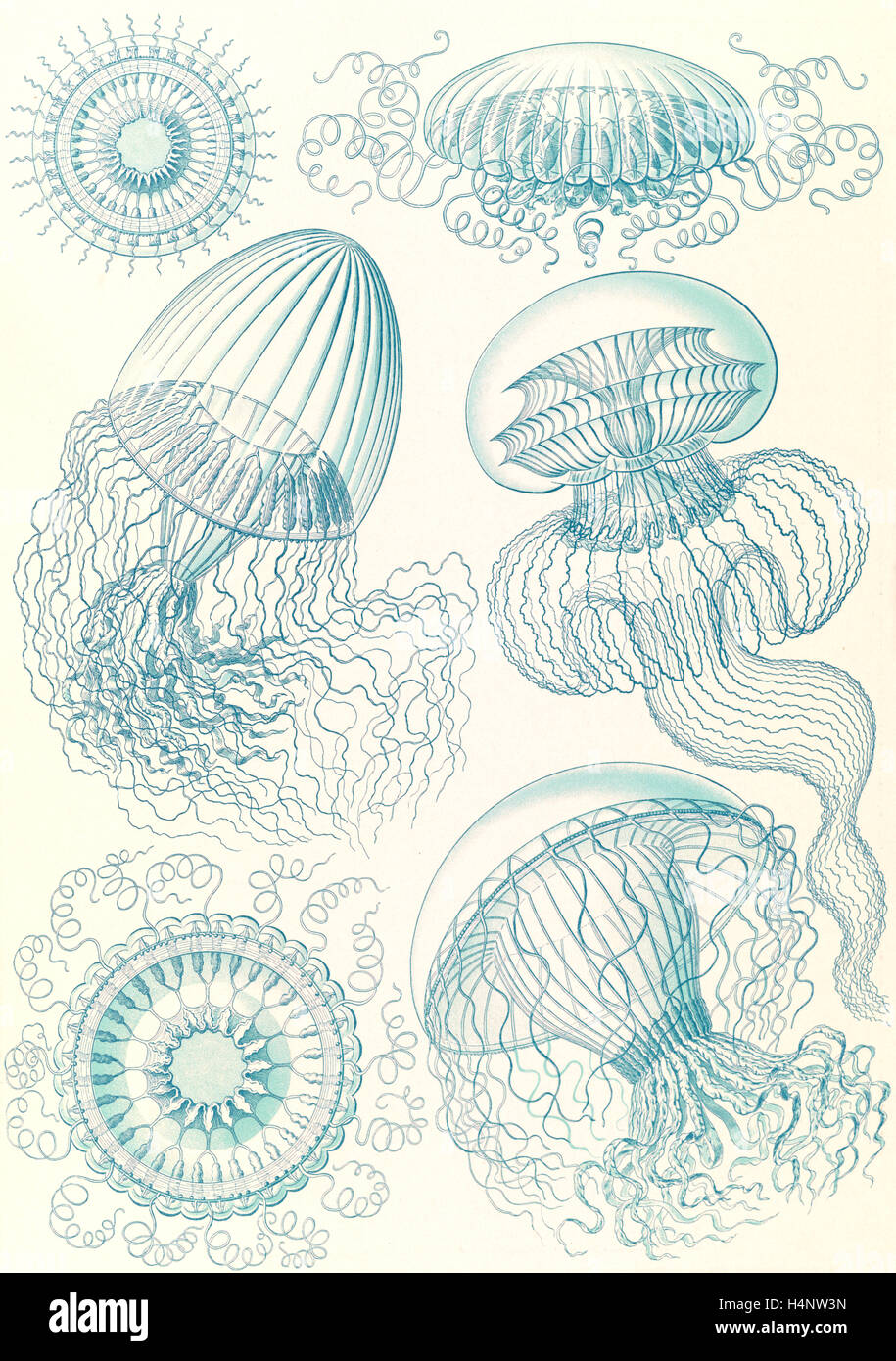 Illustration shows jellyfishes. Leptomedusae. - Faltenquallen, 1 print : color lithograph ; sheet 36 x 26 cm., 1904. Stock Photo