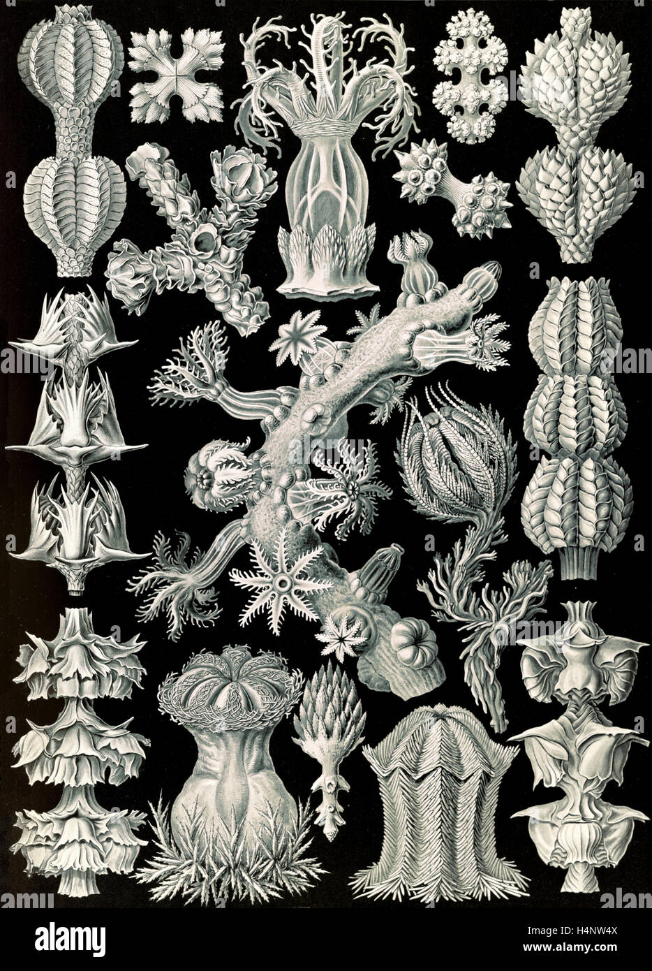 Illustration shows corals in the subclass Octocorallia. Gorgonida. - Rindenkorallen, 1 print : photomechanical Stock Photo