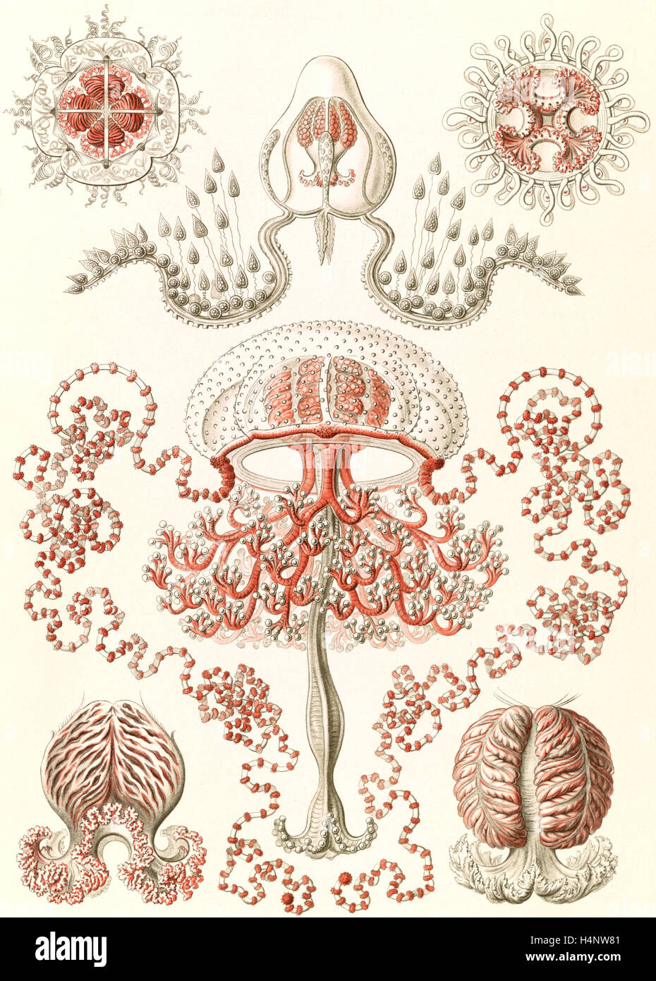 Illustration shows jellyfishes. Anthomedusae. - Blumenquallen, 1 print : color lithograph ; sheet 36 x 26 cm., 1904. Stock Photo