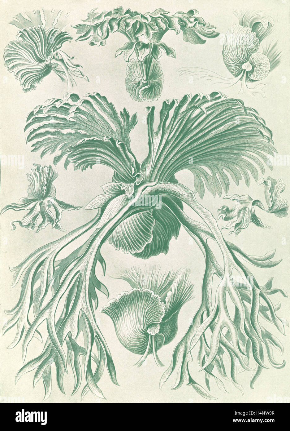 Illustration Shows Ferns Filicinae Laubfarne 1 Print Color Photomechanical Sheet 36 X 26 Cm 1904 Ernst Haeckel Stock Photo Alamy