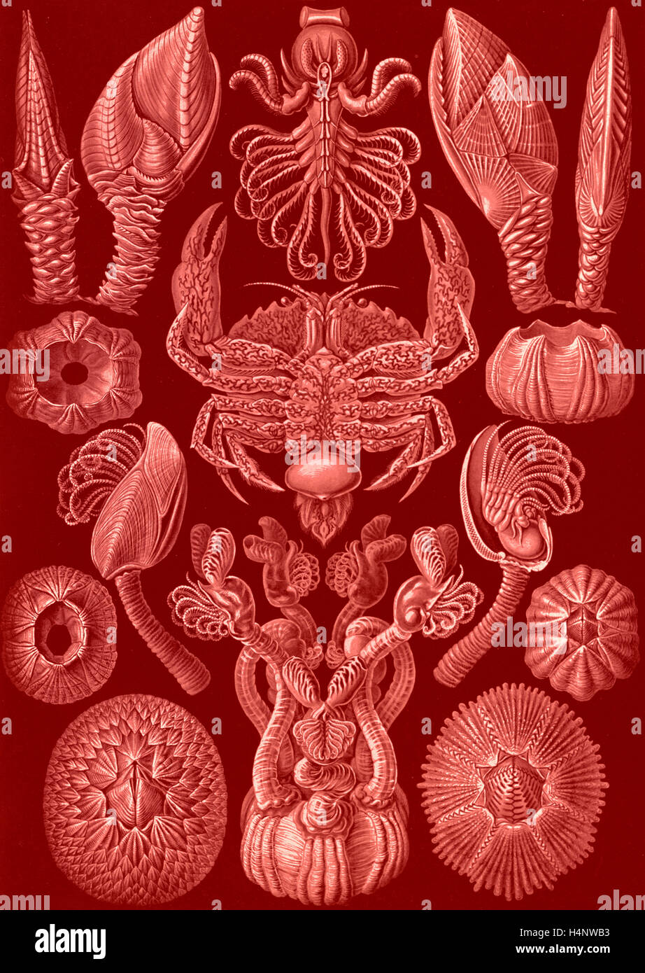 Illustration shows barnacles. Cirripedia. - Rankenkreble, 1 print : photomechanical ; sheet 36 x 26 cm., 1904. Ernst Haeckel Stock Photo