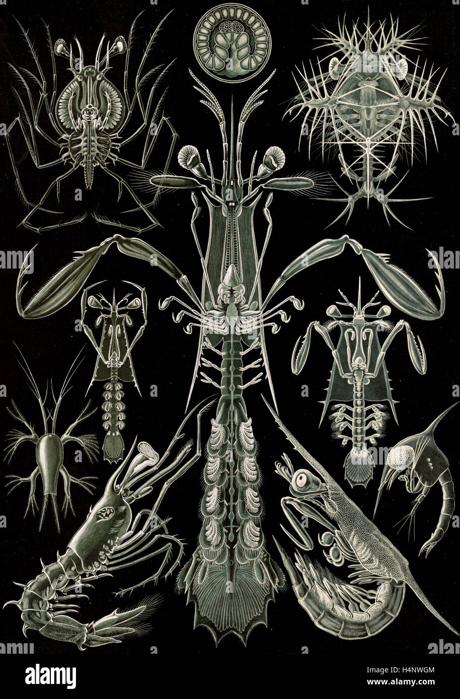 Illustration shows invertebrates. Thoracostraca. - Panzerkrebse, 1 print : photomechanical ; sheet 36 x 26 cm., 1904. Stock Photo