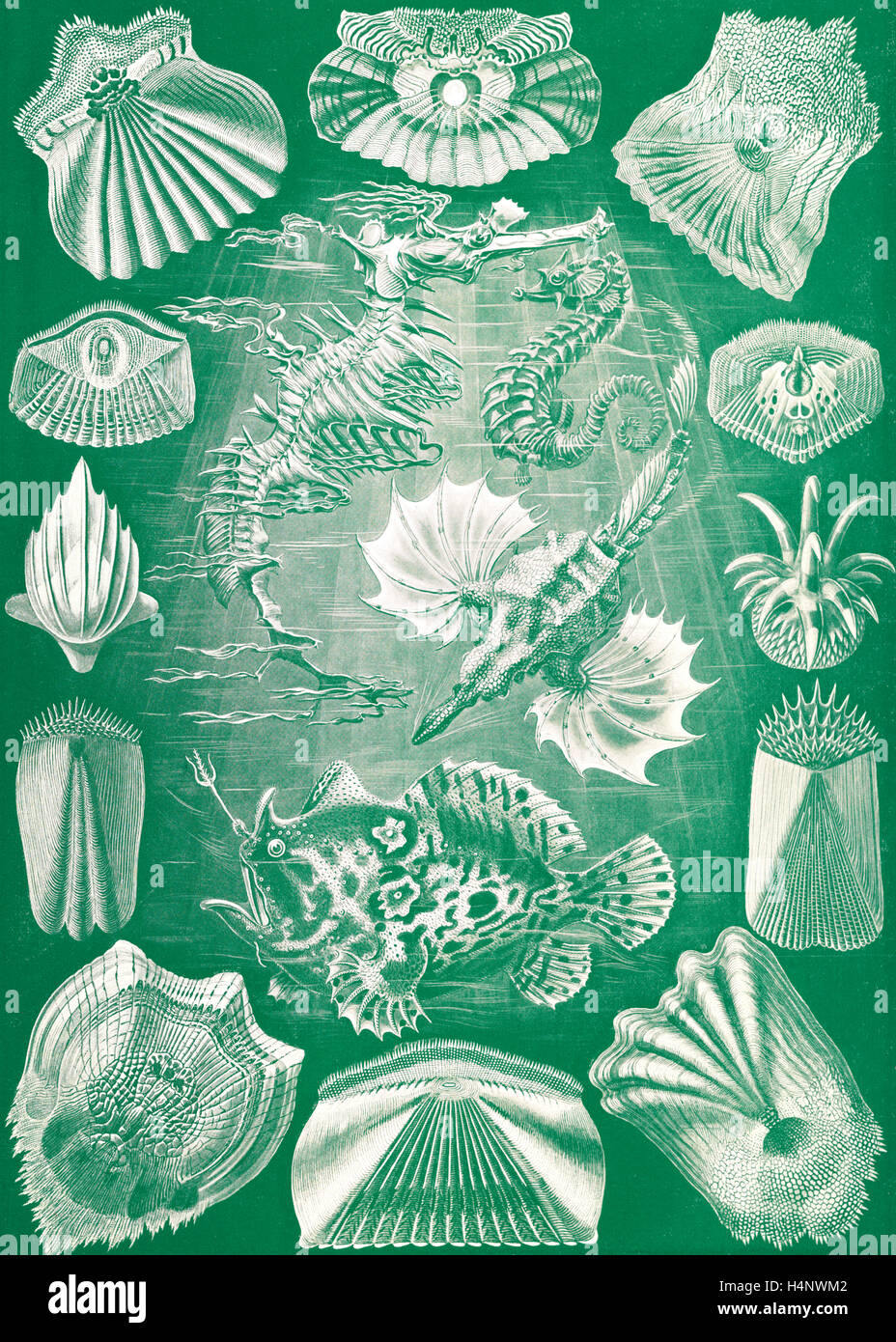 Illustration shows fish. Teleostei. - Knochenfische, 1 print : color photomechanical ; sheet 36 x 26 cm., 1904. Ernst Haeckel Stock Photo
