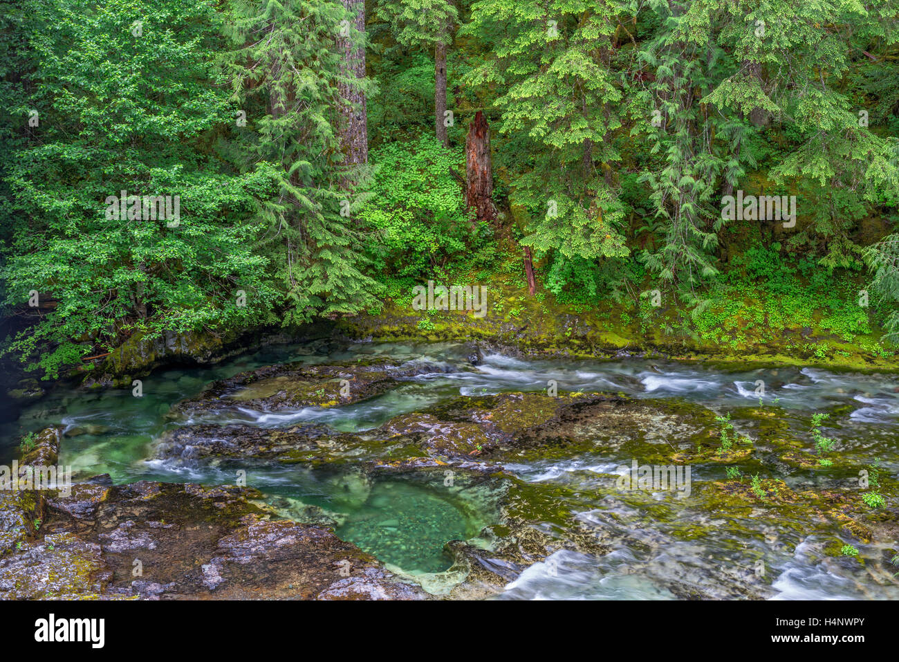 USA, Oregon, Willamette National Forest, Opal Creek Scenic Recreation Area, Little North Santiam River and coniferous forest. Stock Photo