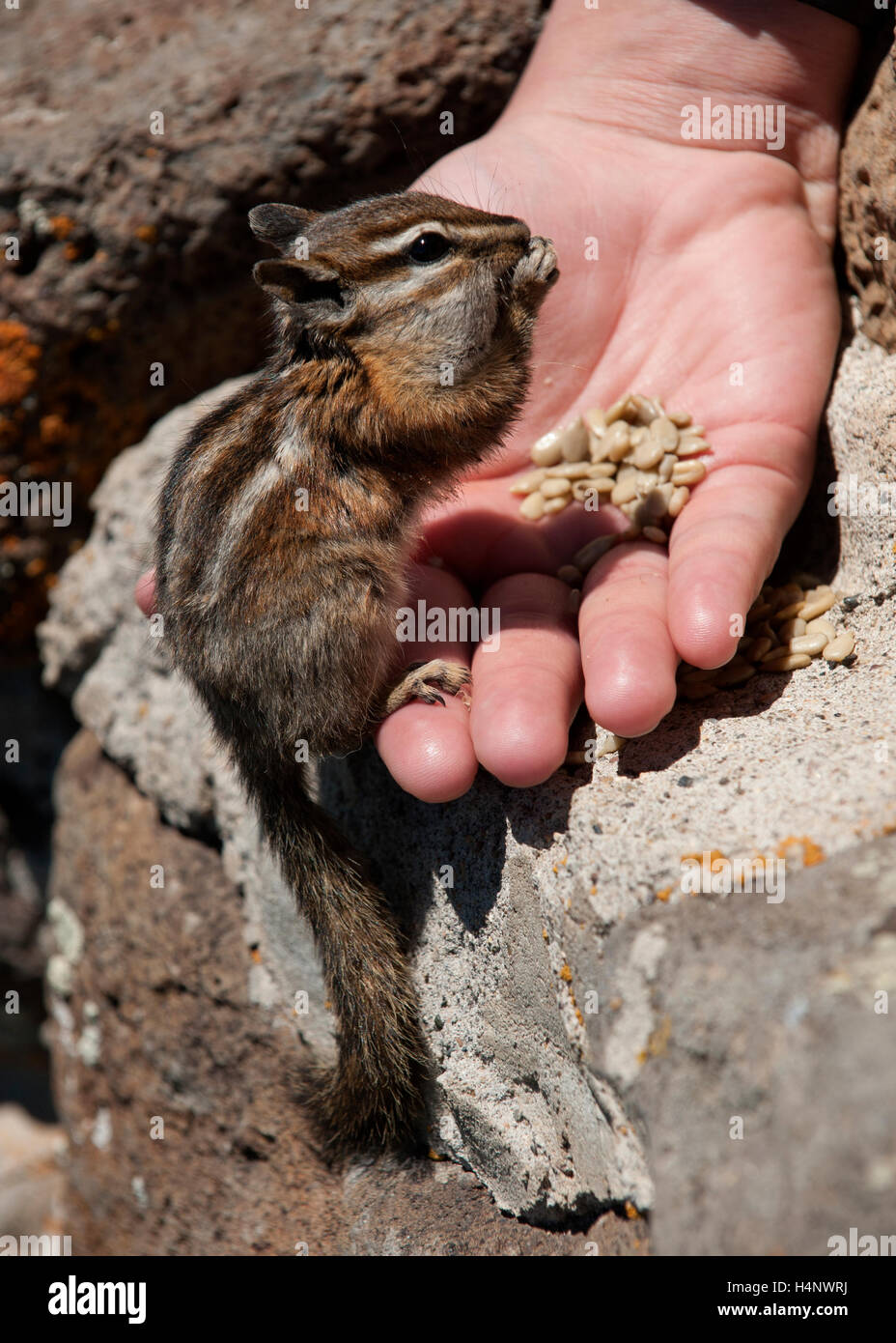 Illegal chipmunk hand rabies hi-res stock photography and images - Alamy
