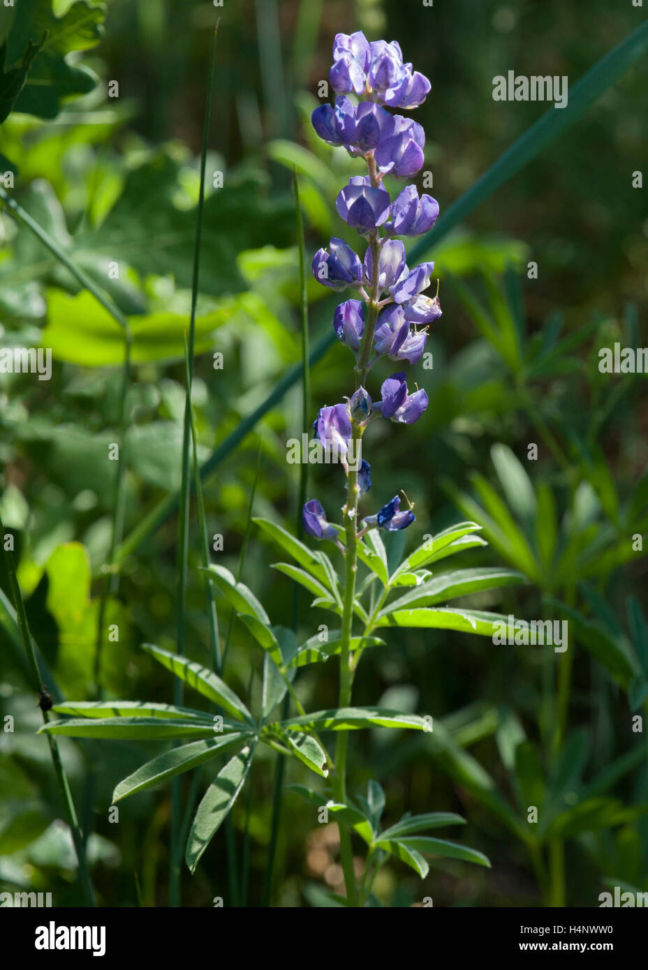 A Lupine (Lupinus -- species identification is difficult with this genus) in western Colorado Stock Photo