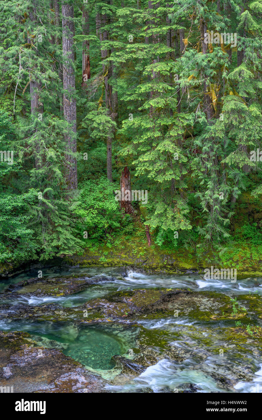 USA, Oregon, Willamette National Forest, Opal Creek Scenic Recreation Area, Little North Santiam River and coniferous forest. Stock Photo