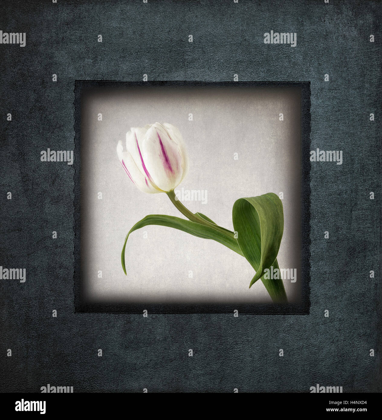 White Tulip in textured Frame Stock Photo