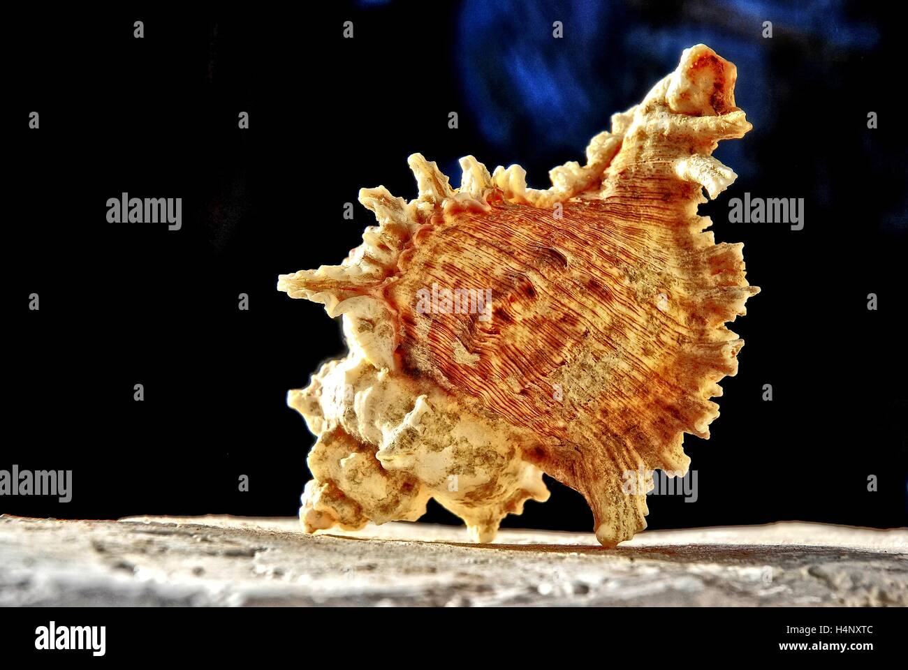 Seashell on white walls with dark background Stock Photo