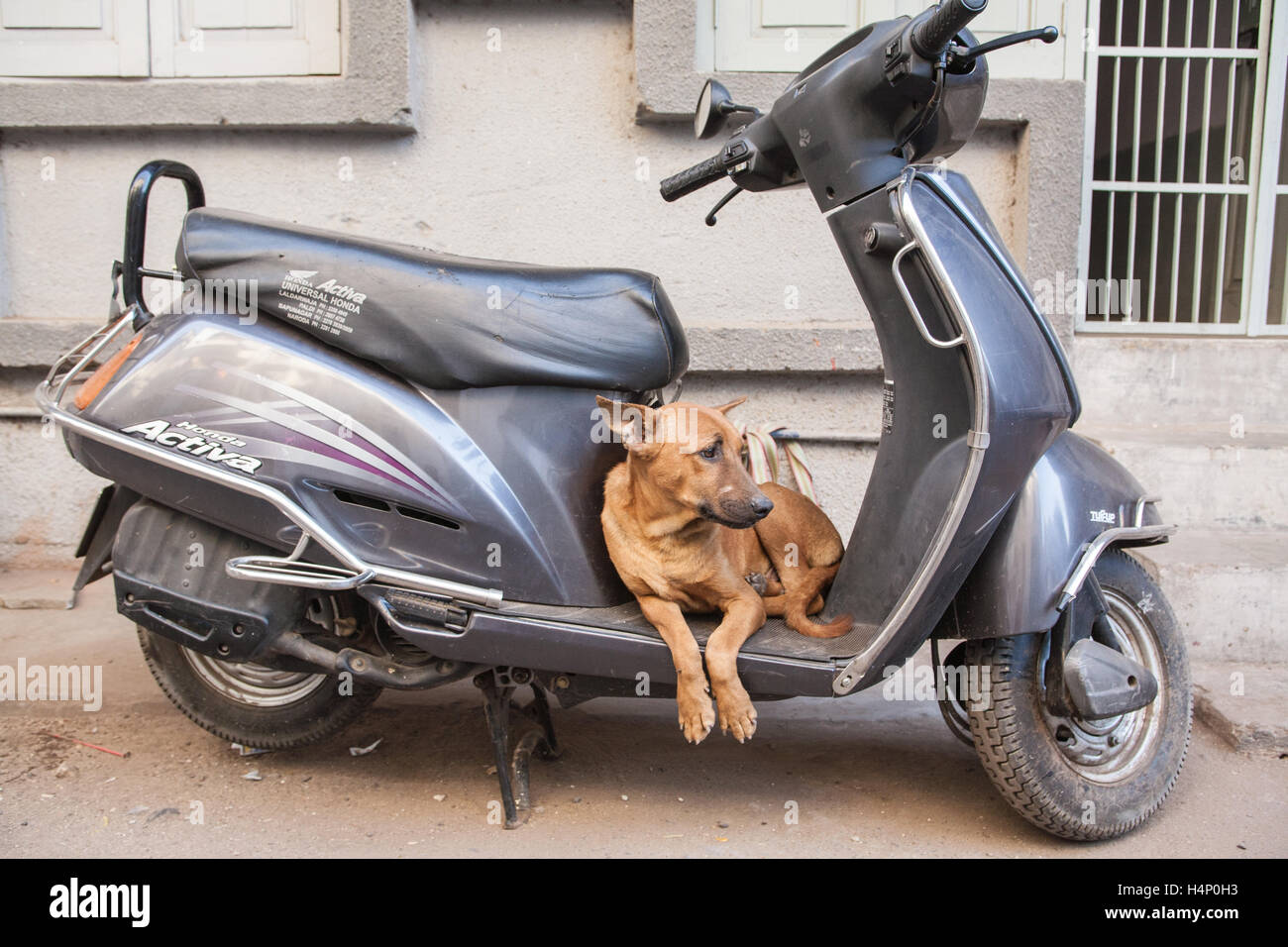 Amusing witty photo of Dog as it rests on a scooter motorbike in Old walled city of Ahmedabad, Gujurat, India.South,Asia, Stock Photo
