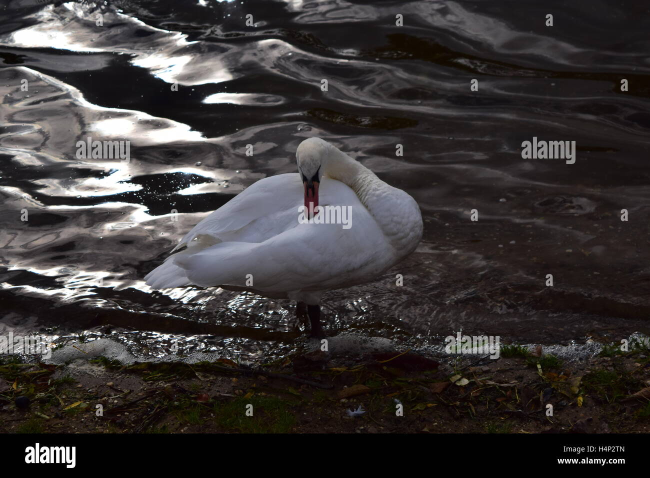 Preening grooming hires stock photography and images Alamy