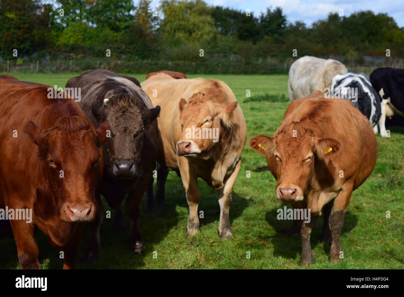 Group of cows Stock Photo Alamy