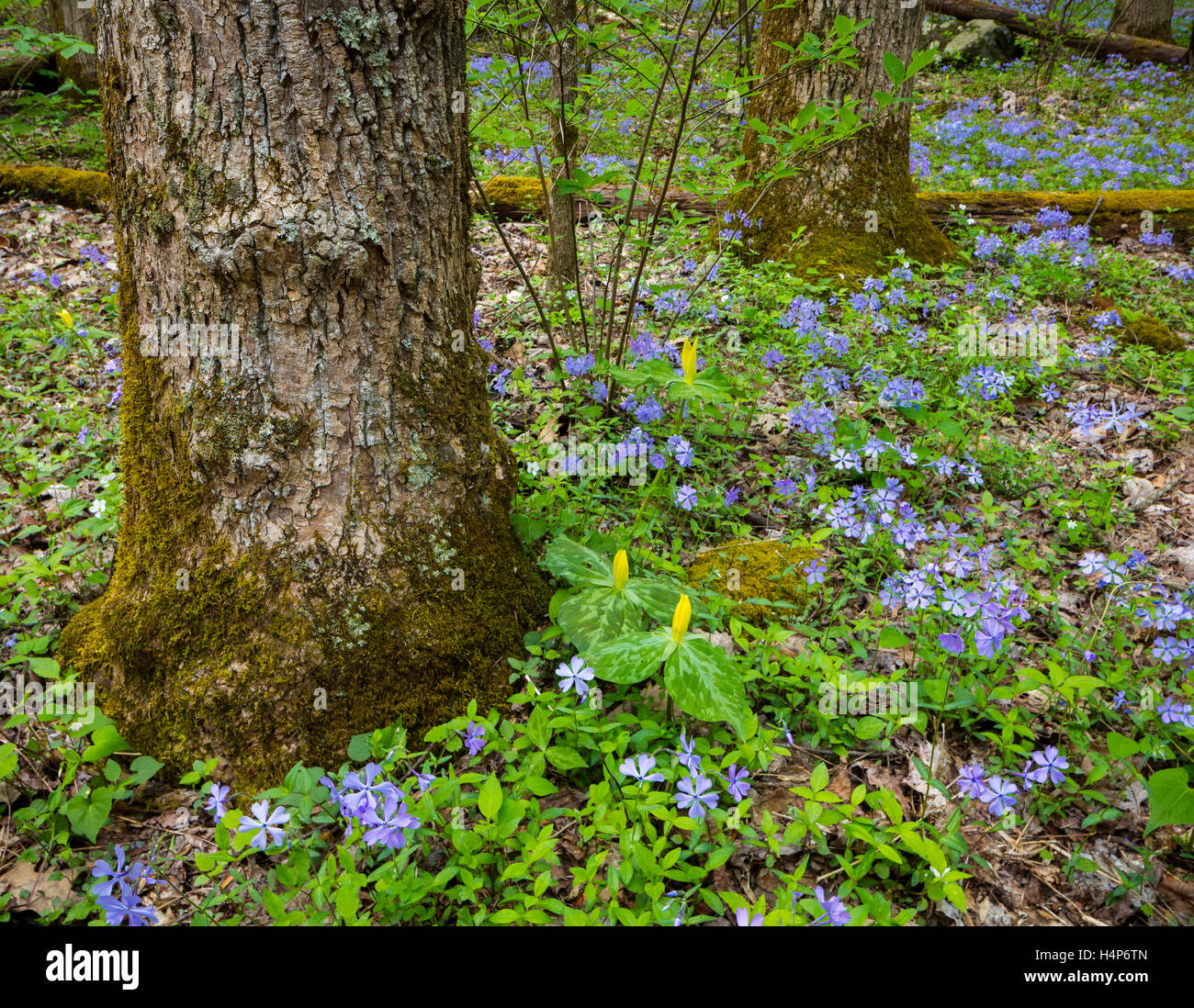 Great Smoky Mountains National Park, Tennessee: Wild blue phlox (Phlox divaricata) and yellow trillium (Trillium luteum) Stock Photo