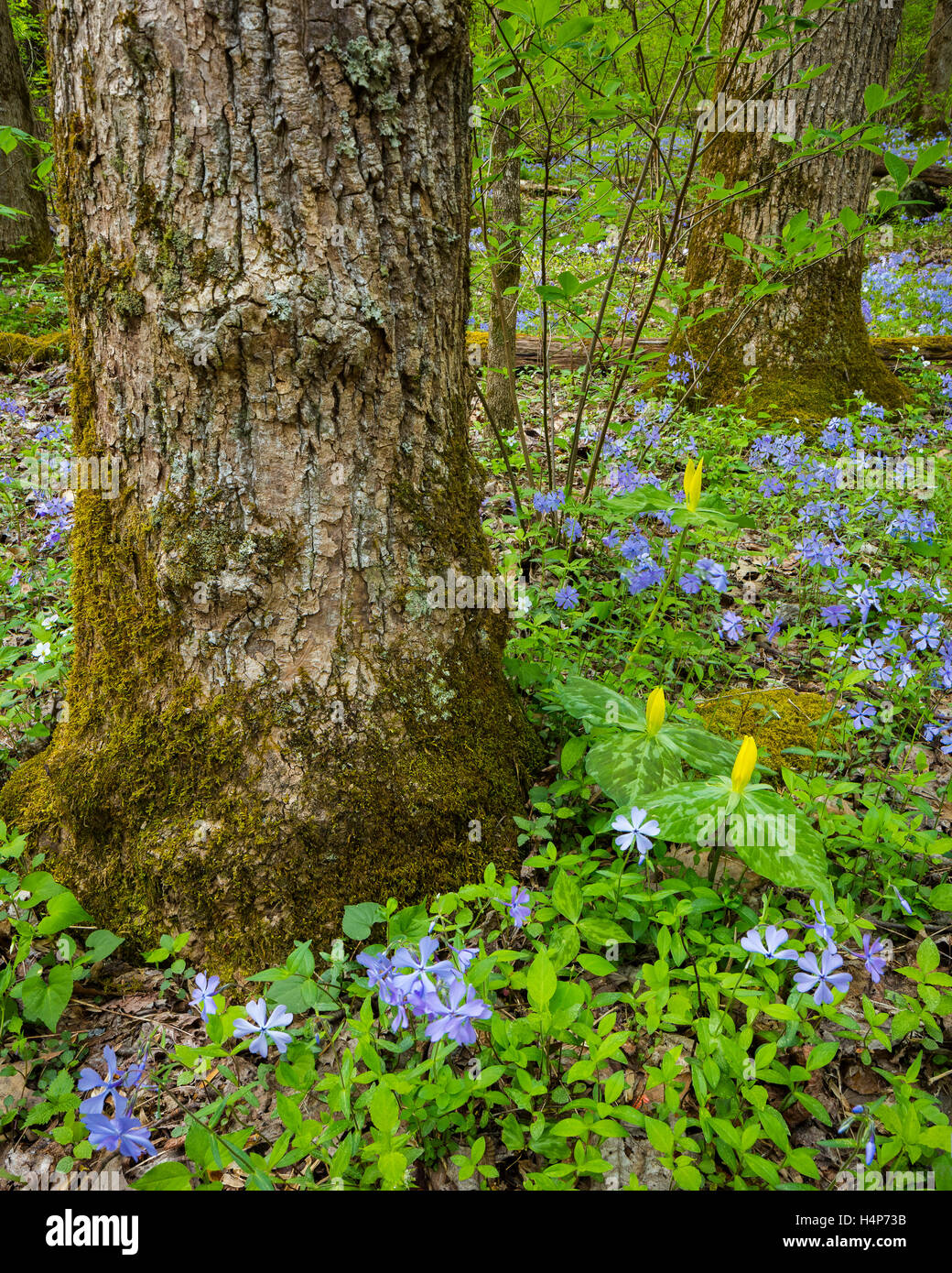 Great Smoky Mountains National Park, Tennessee: Wild blue phlox (Phlox divaricata) and yellow trillium (Trillium luteum) bloomin Stock Photo