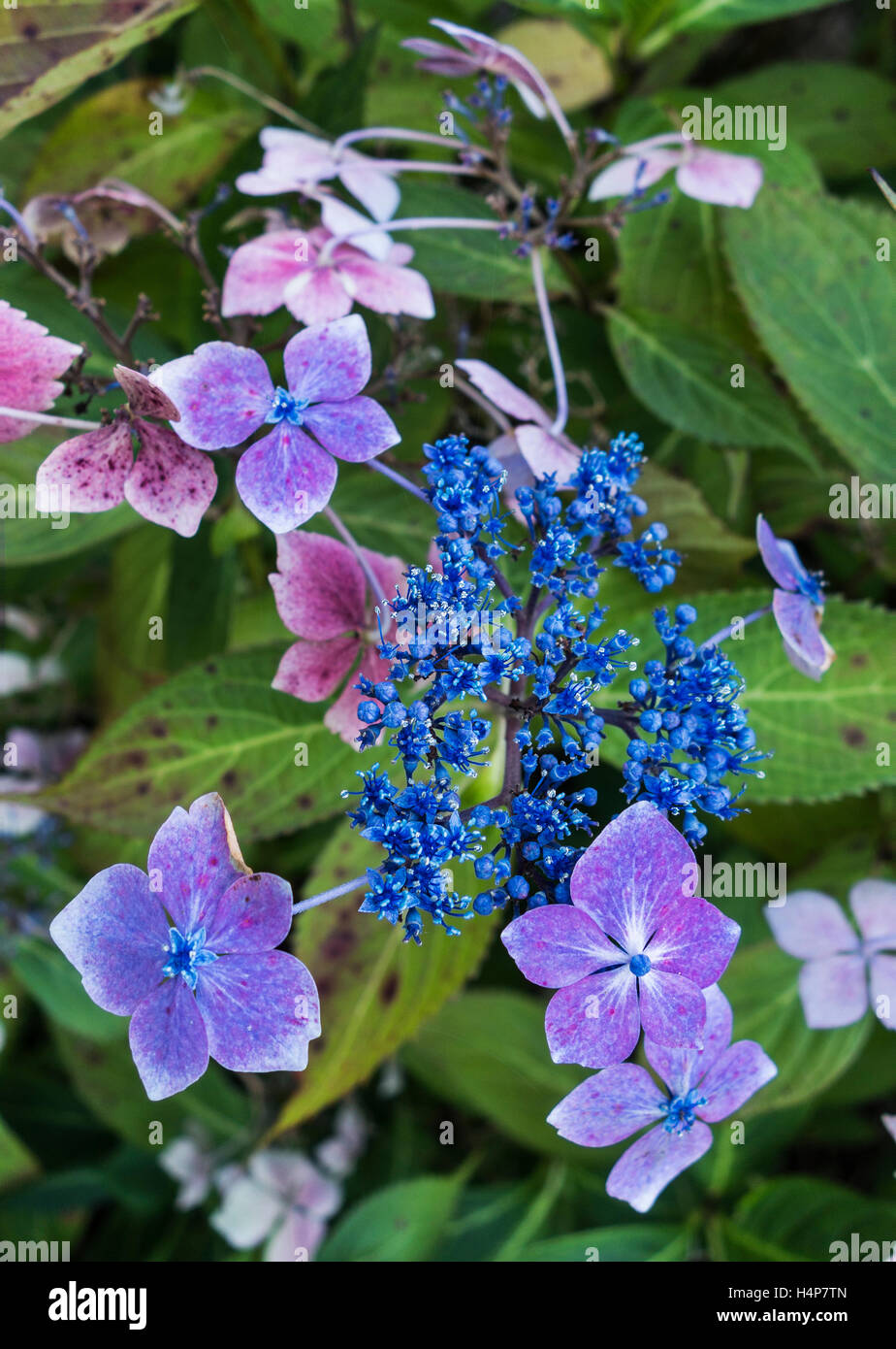Soil acidity determines Hydrangea colour, acidic soils resulting in a Blue hue. Stock Photo