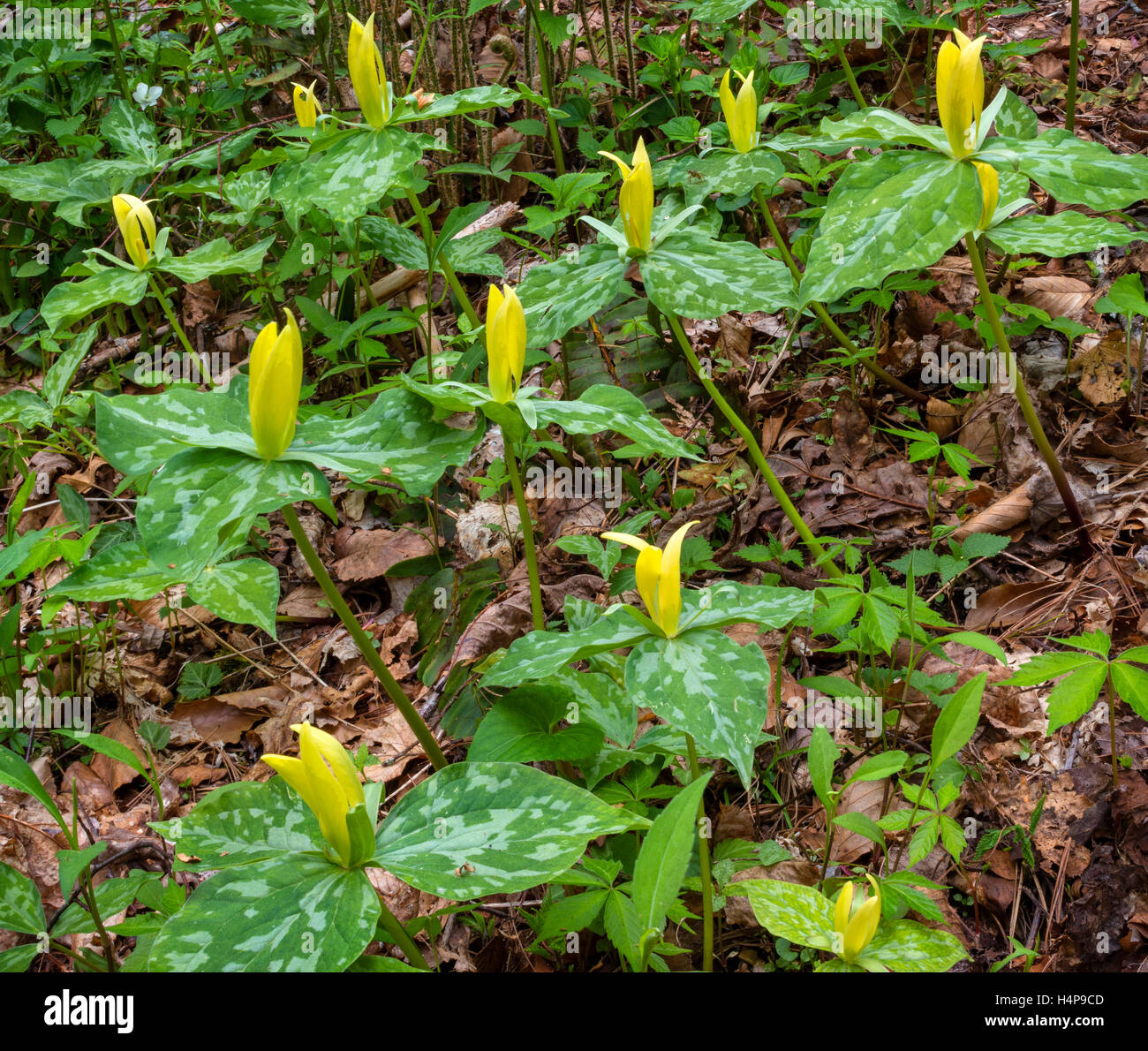 Great Smoky Mountains National Park, Tennessee: Yellow trillium (Trillium luteum) blooming in forest understory Stock Photo