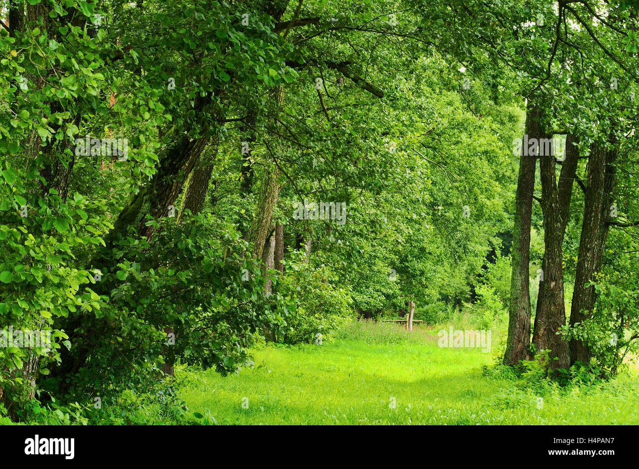 Green romantic glade or alley in deciduous forest growing in greenwood in Podlaskie province, north-eastern Poland. Stock Photo