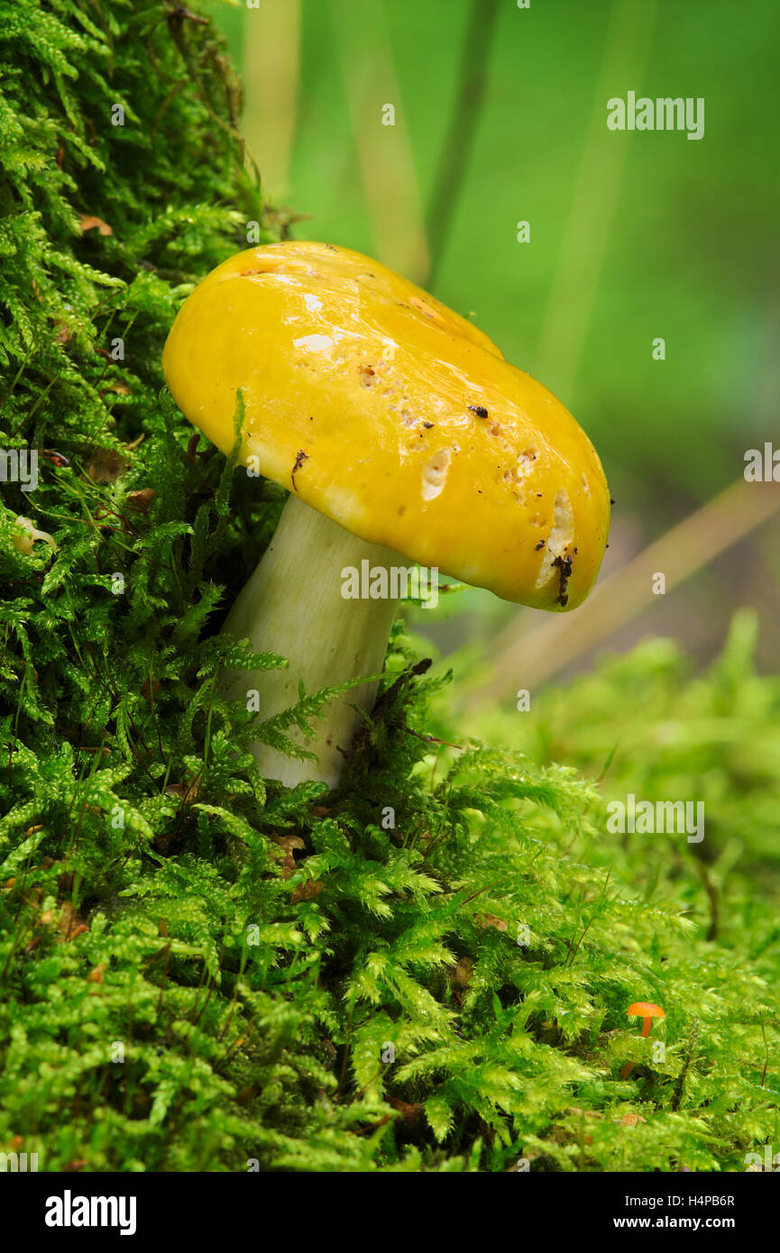 Single yellow mushroom growing on green moss. Russula claroflava, commonly known as the yellow swamp russula. Eastern Poland. Stock Photo