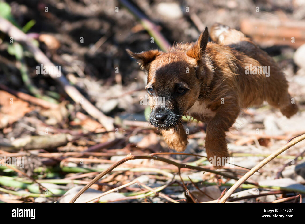 border terrier jumping Stock Photo Alamy