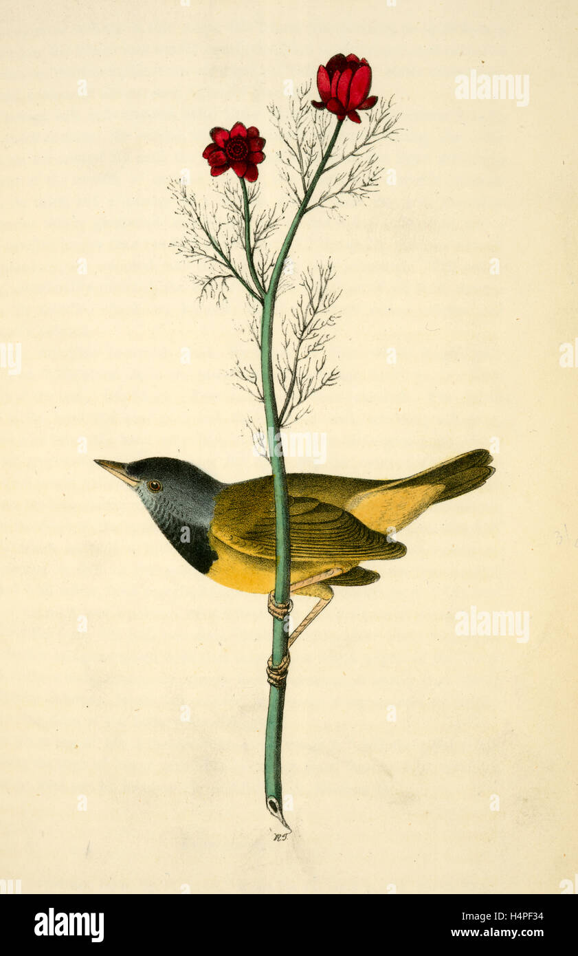 Mourning Ground-Warbler. Male. (Pheasant's-eye Flos-Adonis.), Audubon, John James, 1785-1851 Stock Photo