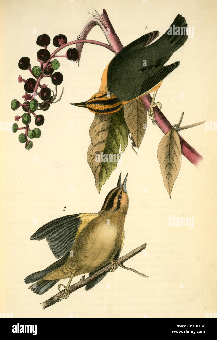 Worm-eating Swamp-Warbler. 1. Male. 2. Female. (American Poke-weed. Phytolacca decandra.), Audubon, John James, 1785-1851 Stock Photo