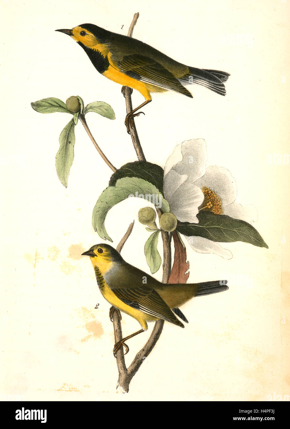 Bachman's Swamp-Warbler. 1. Male. 2. Female. (Gordonia pubescens.), Audubon, John James, 1785-1851 Stock Photo