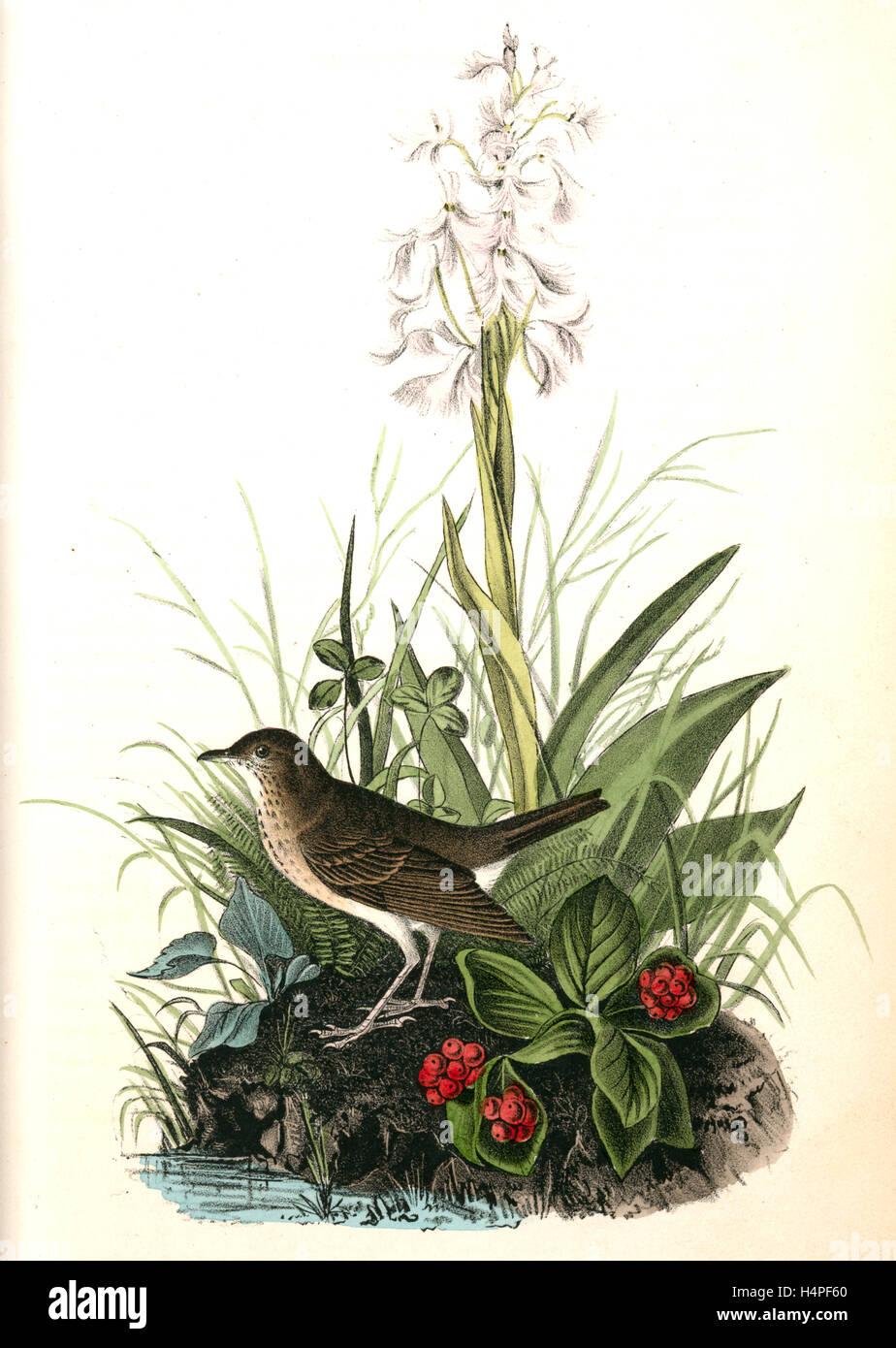 Tawny Thrush . Male. (Habenaria Lacera - Cornus Canadensis.), Audubon, John James, 1785-1851 Stock Photo
