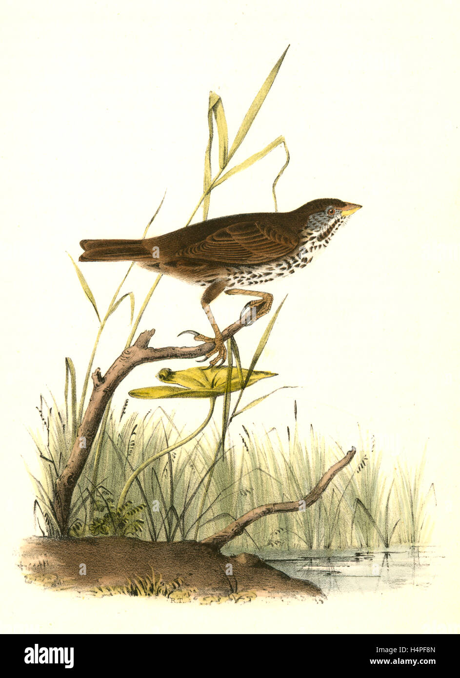 Brown Finch. Female., Audubon, John James, 1785-1851 Stock Photo