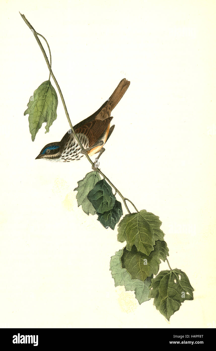 Townsend's Finch. Male., Audubon, John James, 1785-1851 Stock Photo