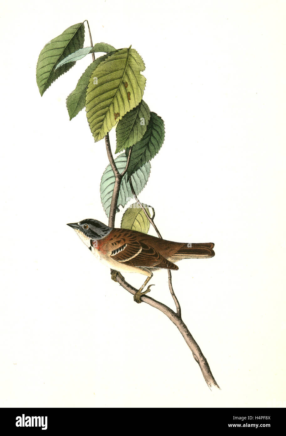 Morton's Finch. Male., Audubon, John James, 1785-1851 Stock Photo