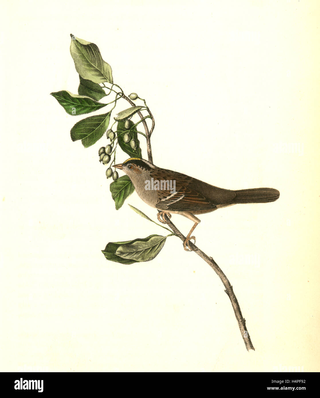 Black-and-yellow-crowned Finch., Audubon, John James, 1785-1851 Stock Photo
