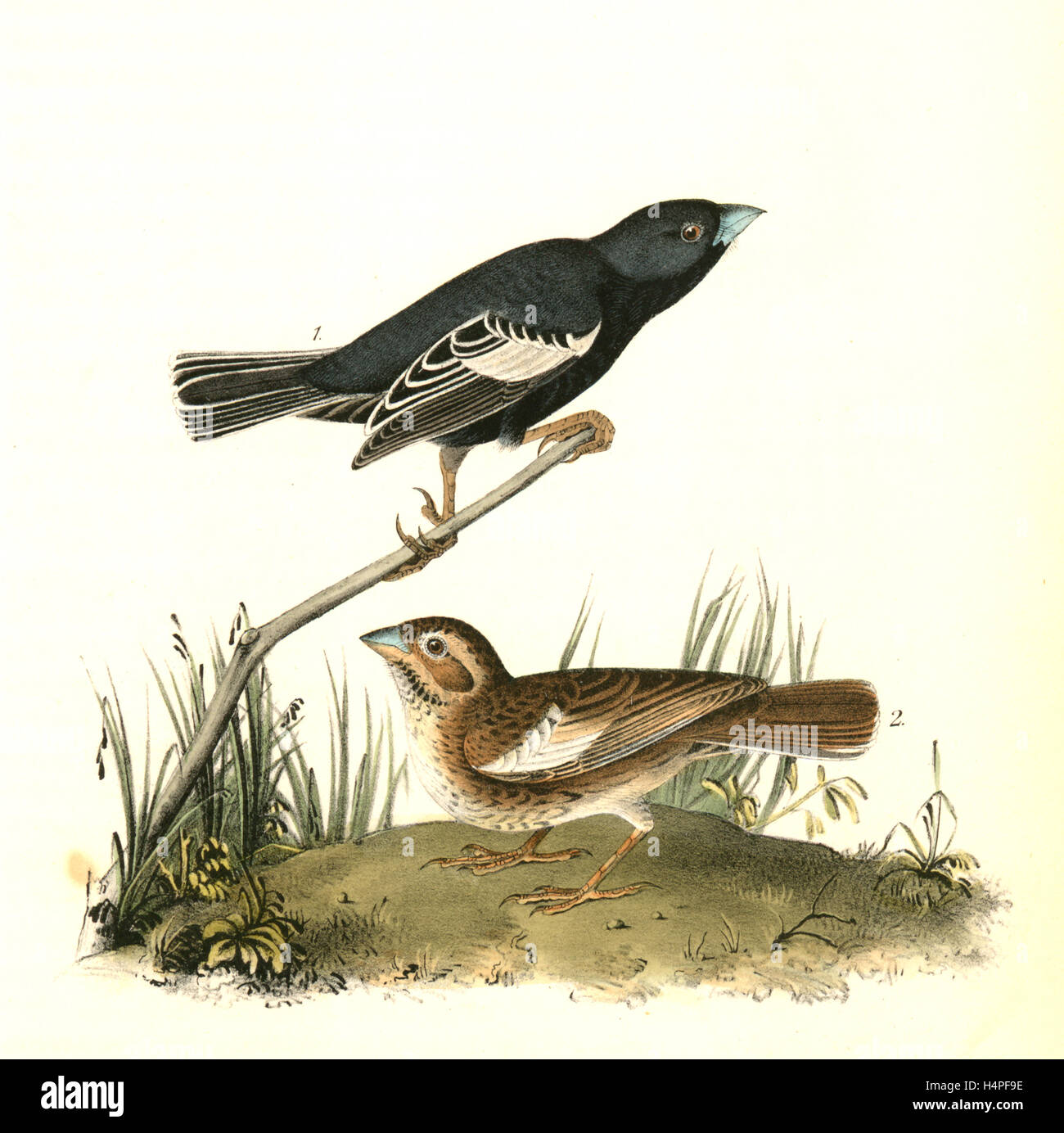 Prairie Lark-finch. 1. Male. 2. Female., Audubon, John James, 1785-1851 Stock Photo