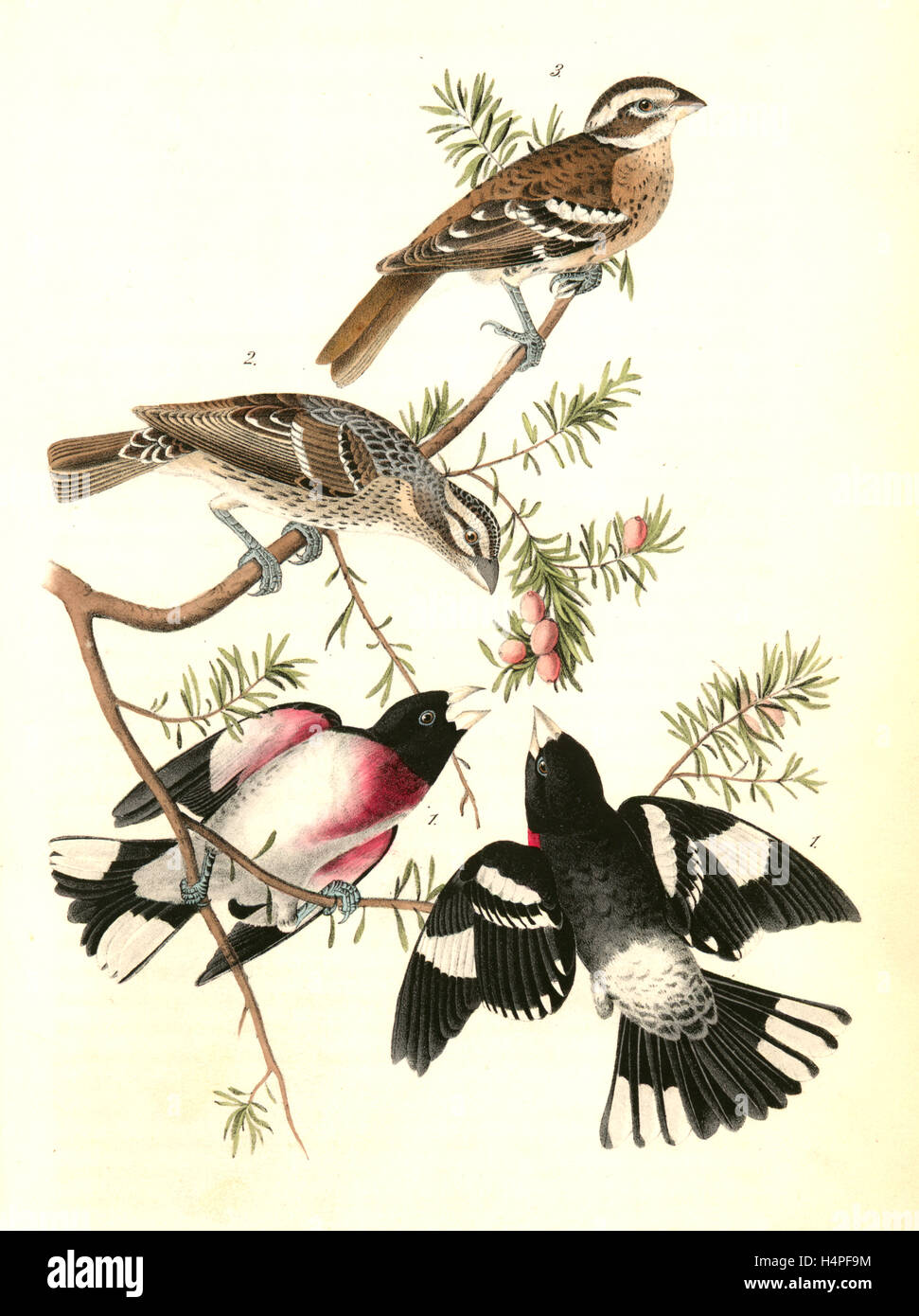 Rose-breasted Song Grosbeak. 1. Males. 2. Female. 3. Young Male. (Ground Hemlok. Taxus canadensis.), Audubon, John James Stock Photo