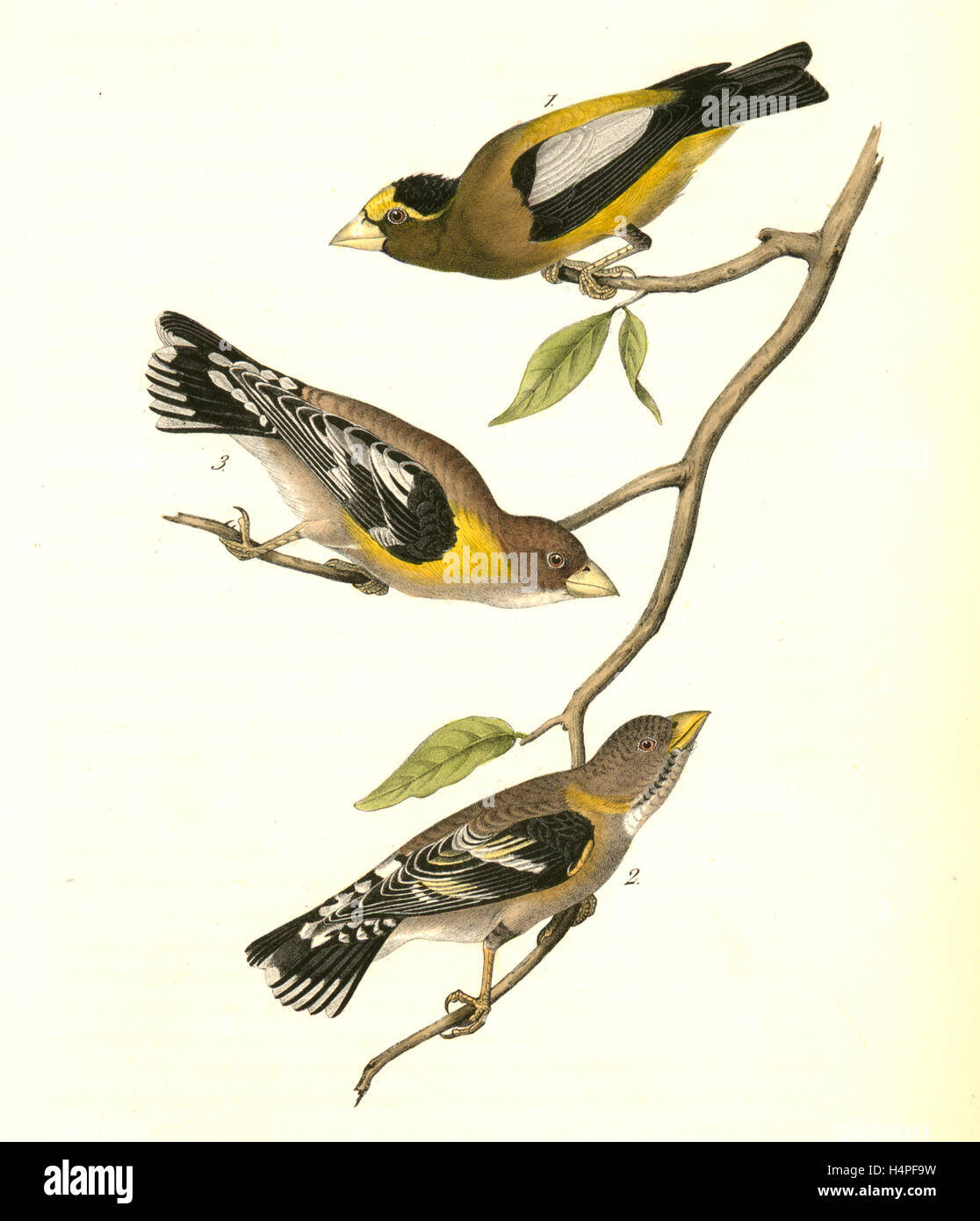 Evening Grosbeak. 1. Male. 2. Female. 3. Young Male. (Ground Hemlok. Taxus canadensis.), Audubon, John James, 1785-1851 Stock Photo