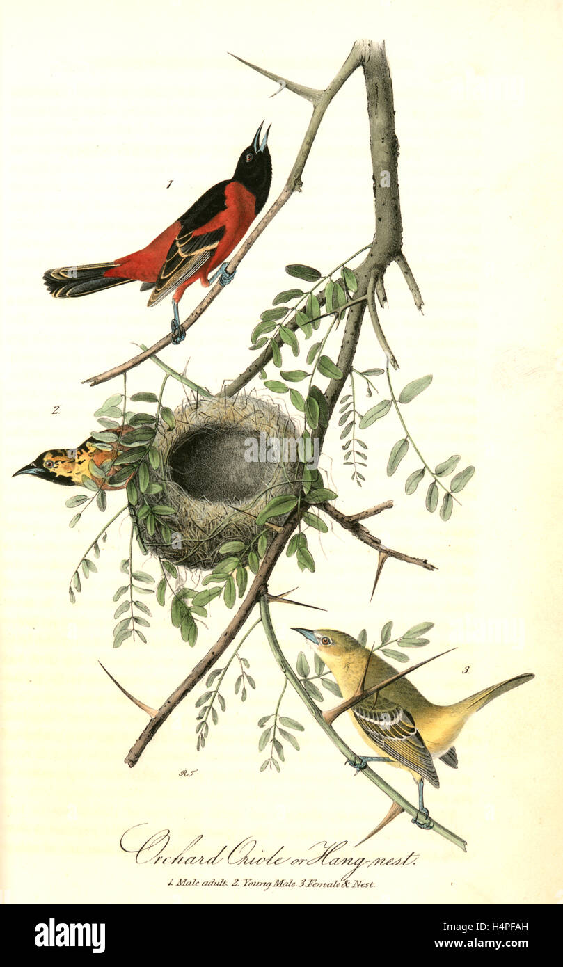 Orchard Oriole, or Hang-nest. 1. Male adult. 2. Young Male. 3. Female and nest. (Honey Locust.), Audubon, John James, 1785-1851 Stock Photo