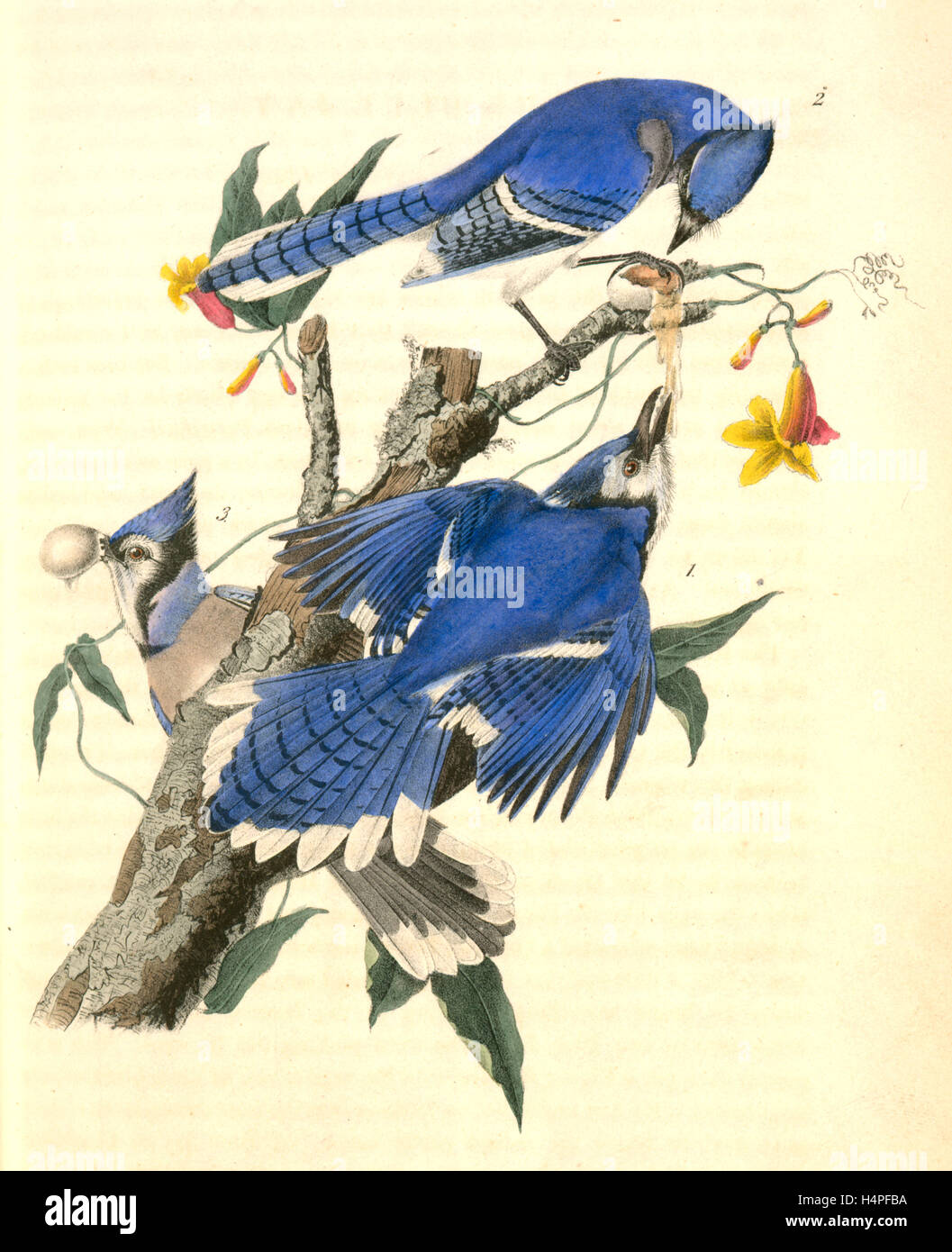 Blue Jay. 1. Male. 2. and 3. Female. (Trumpet flower. Bignonia radicans.), Audubon, John James, 1785-1851 Stock Photo